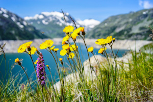 Aroma erbe di montagna per bagni turchi