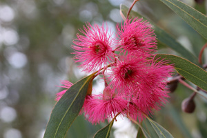 Image used for reference only for representing eucalyptus essence.
