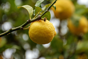 Image used for reference only for representing lemon essence.