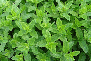 Aroma menta per bagni turchi
