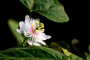 Aroma fiore della passione per bagni turchi