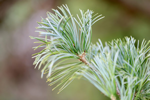 Aroma pino silvestre per bagni turchi